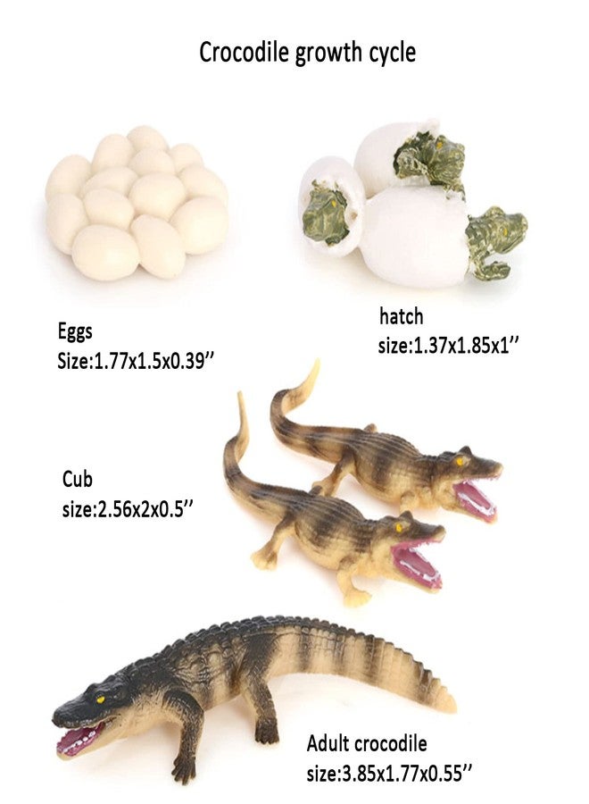 Hvogvok Crocodile Growth Cycle, Animal Growth Cycle Biological Model Toy Growth Stage Lifelike Crocodile Life Cycle Model Set for Kids Education Insect Themed Party Favors - Image 2